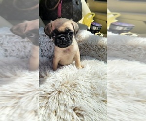 Pug Puppy for sale in INDIANAPOLIS, IN, USA