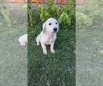 Small #31 Golden Retriever