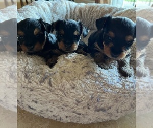 Yorkshire Terrier Puppy for sale in FRESNO, CA, USA