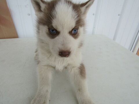 Medium Photo #6 Siberian Husky Puppy For Sale in HUDSON, MI, USA