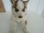 Small Photo #6 Siberian Husky Puppy For Sale in HUDSON, MI, USA