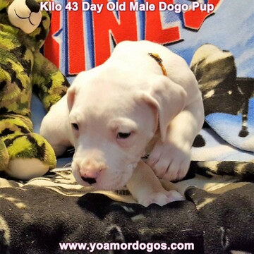 Medium Photo #110 Dogo Argentino Puppy For Sale in JANE, MO, USA