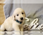Small Photo #1 Golden Retriever Puppy For Sale in WENDELL, NC, USA