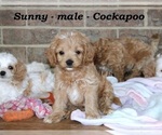 Small #2 Cock-A-Poo