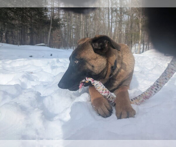 Medium Photo #27 German Shepherd Dog-Unknown Mix Puppy For Sale in Sebec, ME, USA