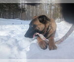 Small #26 German Shepherd Dog Mix
