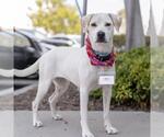 Small #4 Lab-Pointer