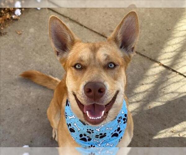 Medium Photo #1 Carolina Dog-Unknown Mix Puppy For Sale in Tulsa, OK, USA