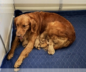 Mother of the Golden Retriever puppies born on 07/08/2026