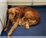 Small Photo #1 Golden Retriever Puppy For Sale in DENISON, TX, USA