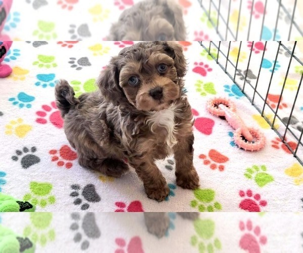 Medium Photo #10 Poovanese Puppy For Sale in ORO VALLEY, AZ, USA