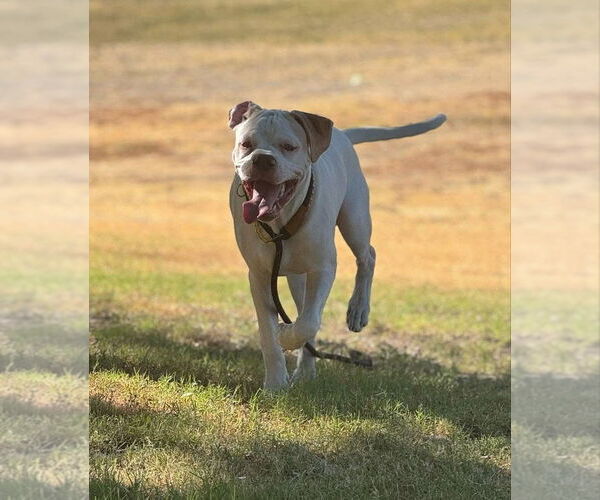 Medium Photo #3 Boxer Puppy For Sale in Stanwood, WA, USA
