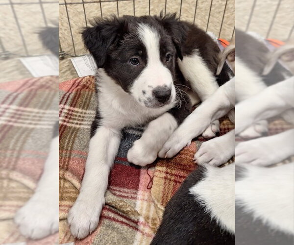 Medium Photo #2 Border Collie-Unknown Mix Puppy For Sale in House Springs, MO, USA