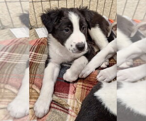 Chucky - Male Border Collie-Unknown Mix Dog for Adoption - Photo #2