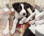 Small Photo #2 Border Collie-Unknown Mix Puppy For Sale in House Springs, MO, USA