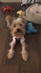 Small Photo #4 Yorkshire Terrier Puppy For Sale in SEATTLE, WA, USA