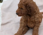 Small Photo #38 Irish Doodle Puppy For Sale in GOSHEN, IN, USA