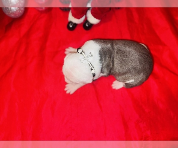 Medium Photo #4 American Pit Bull Terrier Puppy For Sale in TRENTON, NJ, USA