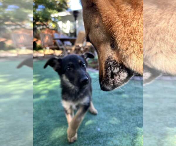 Medium Photo #3 German Shepherd Dog Puppy For Sale in West Sacramento, CA, USA