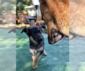 Coraline - Female German Shepherd Dog Dog for Adoption - Photo #3