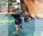 Small Photo #3 German Shepherd Dog Puppy For Sale in West Sacramento, CA, USA