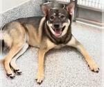 Small #1 German Shepherd Dog Mix