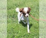 Small Photo #1 Cavapoo Puppy For Sale in CHANUTE, KS, USA
