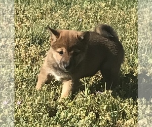 Shiba Inu Puppy for sale in VACAVILLE, CA, USA
