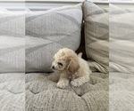 Small Photo #59 Bichpoo Puppy For Sale in NORTH PORT, FL, USA