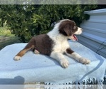 Small #9 Australian Shepherd