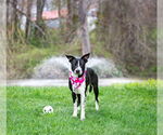 Small #9 Mutt