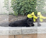 Small #2 Schnauzer (Miniature)