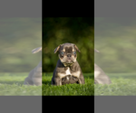 Small #1 French Bulldog