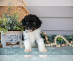 Small #1 Poodle (Miniature)