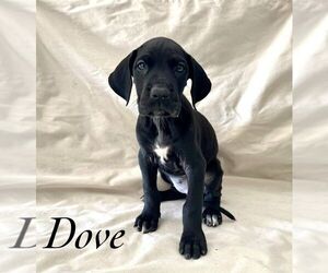Great Dane Puppy for sale in RHOME, TX, USA