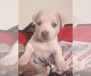 Golden Labrador Dogs for adoption in Pottstown, PA, USA