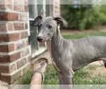 Small Photo #55 Italian Greyhound Puppy For Sale in SAINT GEORGE, UT, USA