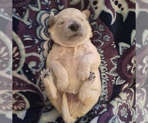 Goldendoodle-Unknown Mix Puppy for sale in N HIGHLANDS, CA, USA