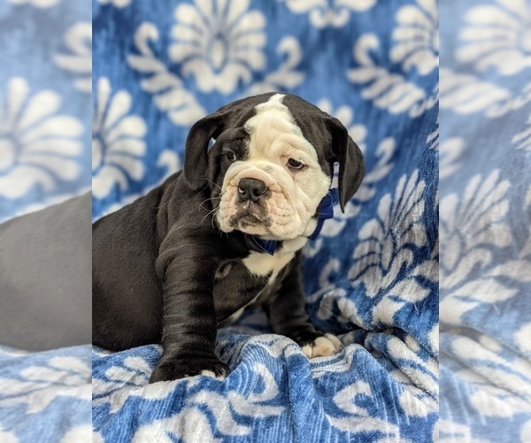 Medium Photo #11 Olde English Bulldogge Puppy For Sale in OXFORD, PA, USA
