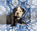 Small Photo #11 Olde English Bulldogge Puppy For Sale in OXFORD, PA, USA