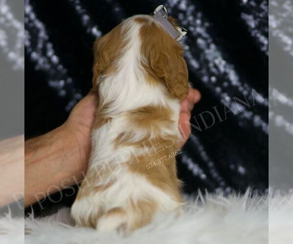 Medium Photo #7 Cavalier King Charles Spaniel Puppy For Sale in WARSAW, IN, USA