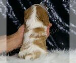 Small #6 Cavalier King Charles Spaniel