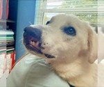 Small #3 Golden Retriever Mix