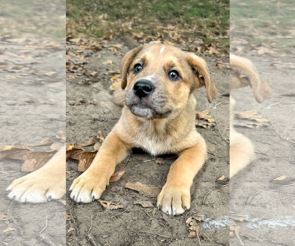 Medium Photo #6 Shepradors Puppy For Sale in McKinney, TX, USA