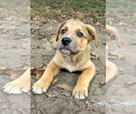 Small #5 Shepradors