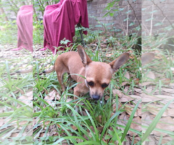 Medium Photo #3 Chihuahua-Unknown Mix Puppy For Sale in Missouri City, TX, USA