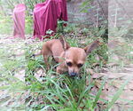 Small #2 Chihuahua Mix