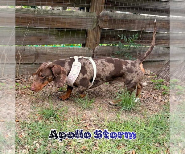 Medium Photo #7 Dachshund Puppy For Sale in San Antonio, TX, USA