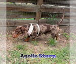 Small #6 Dachshund