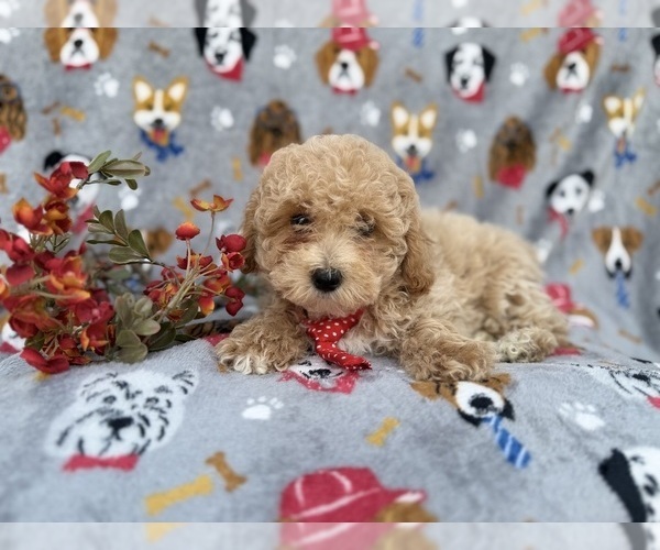 Medium Photo #6 Bichpoo Puppy For Sale in LAKELAND, FL, USA